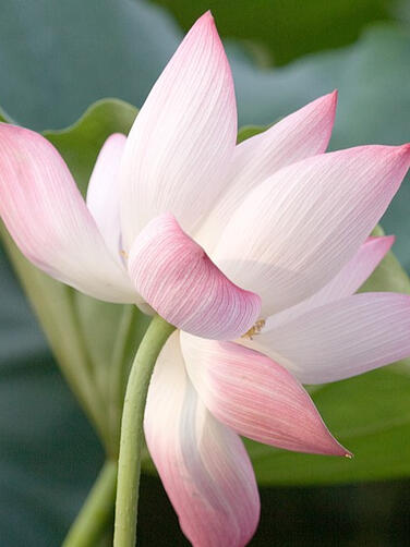 SACRED LOTUS