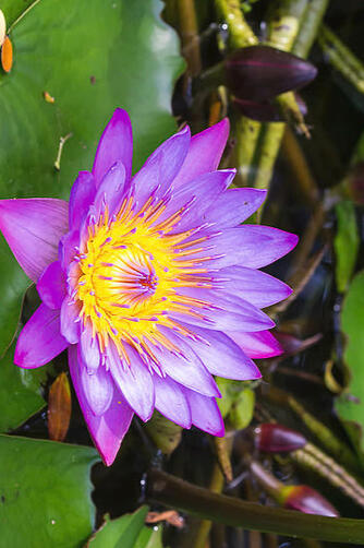STAR LOTUS